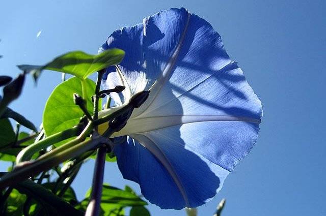 Дачный сезон находится в разгаре, и для многих людей их участок на даче стал не просто местом отдыха, а вторым домом, где они чувствуют себя как дома – уютно, безопасно и привычно. Однако не стоит забывать, что участок на даче вписан в природный ландшафт и является его частью, поэтому он подвержен влиянию различных факторов, включая проникновение сорняков.