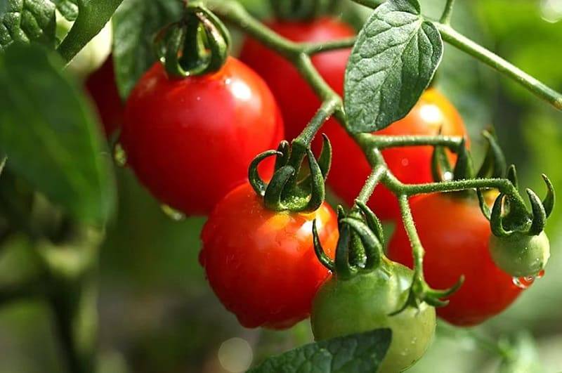 Помидоры — это ценный продукт, богатый витаминами и микроэлементами, которые легко переносят термическую обработку. Среди них содержатся такие важные вещества, как калий, магний, медь, а также каротиноиды, включая пигмент ликопин. Эти элементы необходимы для поддержания здоровья организма и его правильного функционирования.